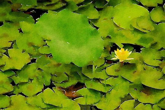 睡蓮 水彩 裝飾畫