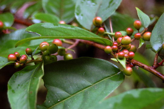 野生植物