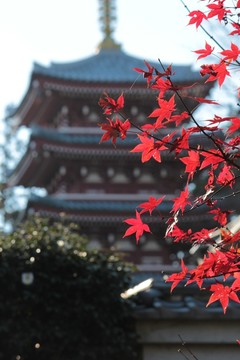 日本本土寺楓葉