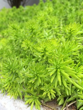 多肉植物