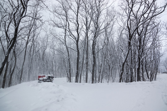 樹(shù)林 雪路