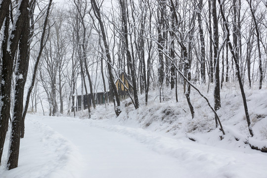 樹林 雪路