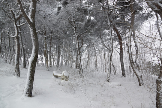松林 雪地 雪景