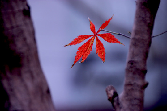 紅葉