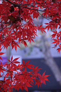 火紅的楓葉