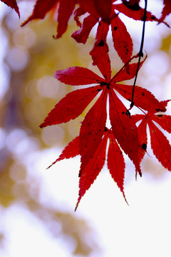 火紅的樹葉
