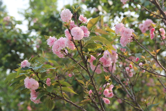櫻花