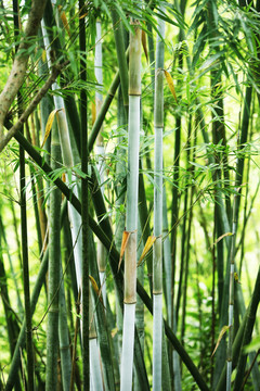 竹林