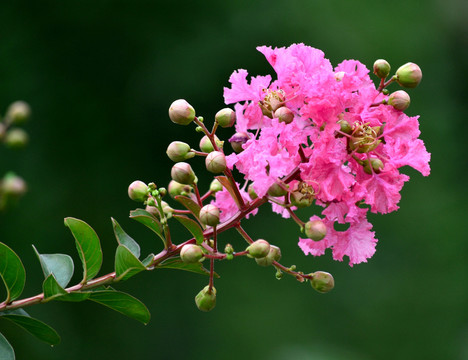 紫薇花