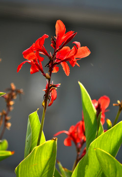 芭蕉