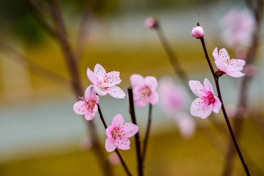 櫻花