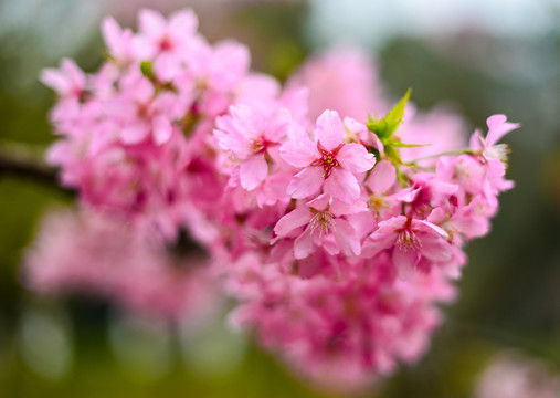 櫻花