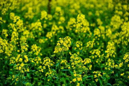 油菜花
