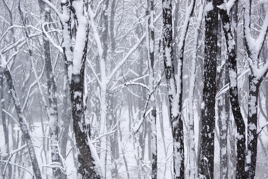 樹林 雪景