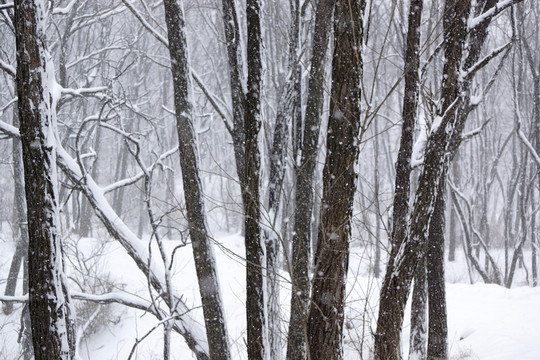 樹林 雪景