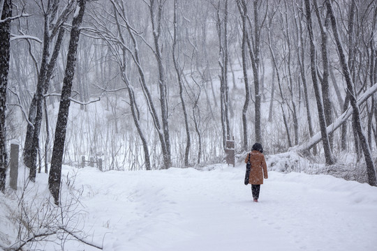 雪景 槐樹林
