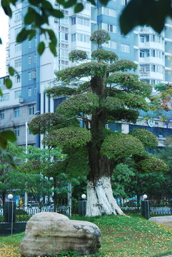 園林景觀