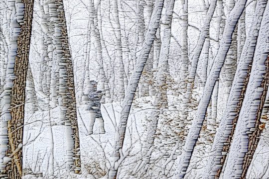雪景 樹林