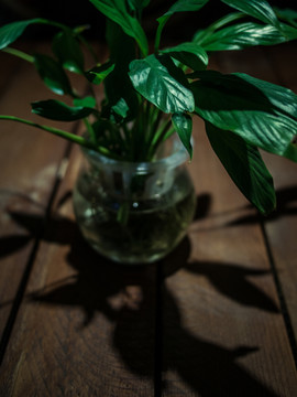 夜晚的綠蘿