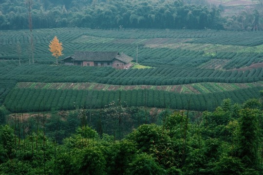 茶農(nóng)的家
