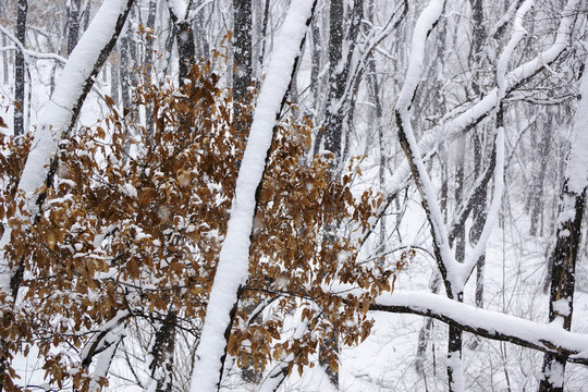 雪景 樹林