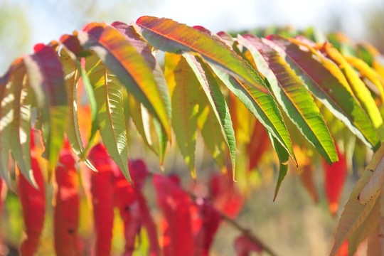 紅葉  樹葉