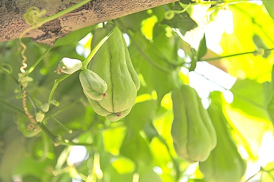 佛手瓜 小瓜