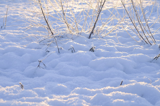 雪