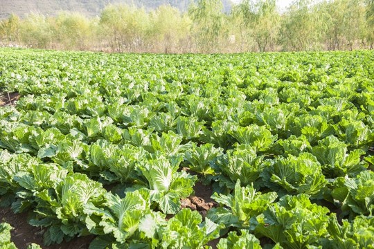 菜園 菜地 青菜