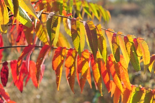 紅葉  樹(shù)葉