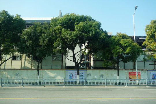 城市街景 行道樹