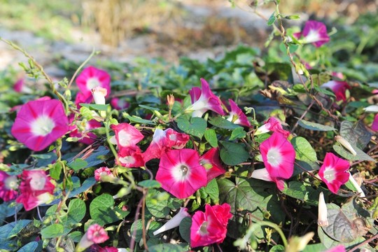 牽牛花 喇叭花