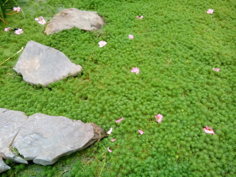 鋪滿水草和粉色小花的浪漫小池