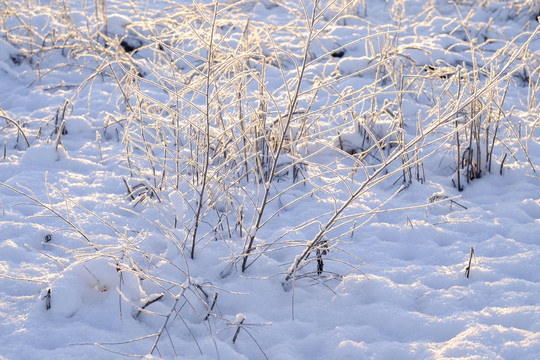 冬雪
