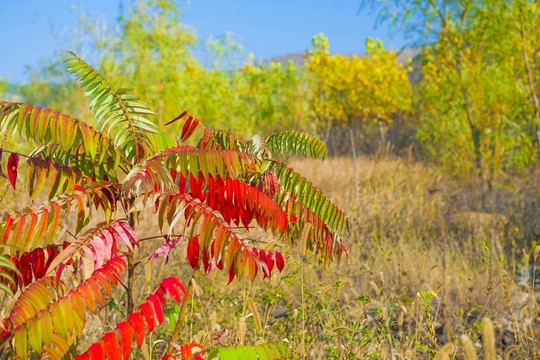 紅樹葉