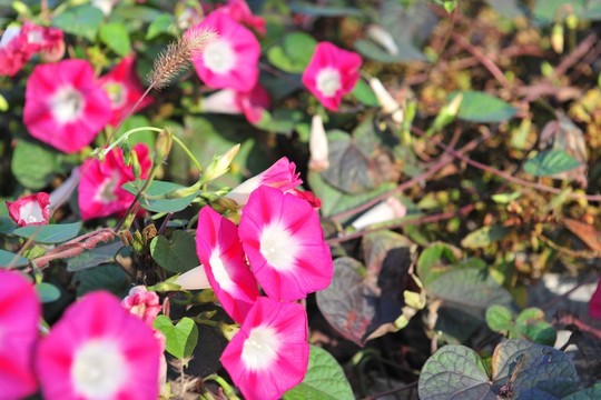喇叭花 牽?；? style=