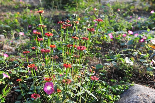 野花 田野