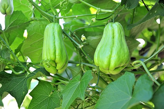 佛手瓜 青瓜 果蔬