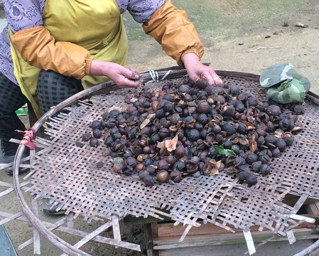 揀茶籽