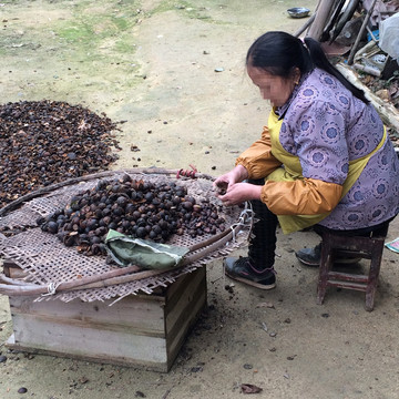 揀茶籽
