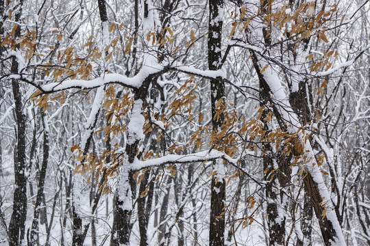雪樹枝