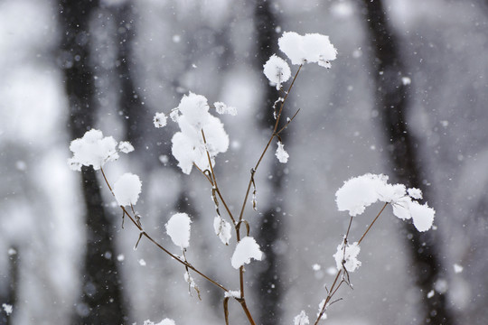 雪樹枝