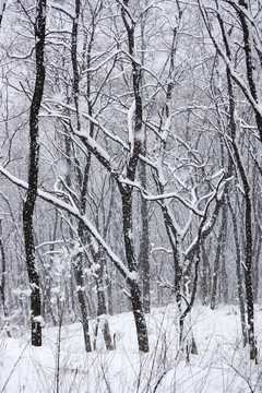 雪樹(shù)林