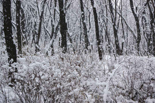 雪景 樹枝