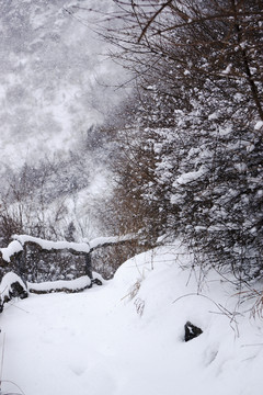 雪景 樹枝
