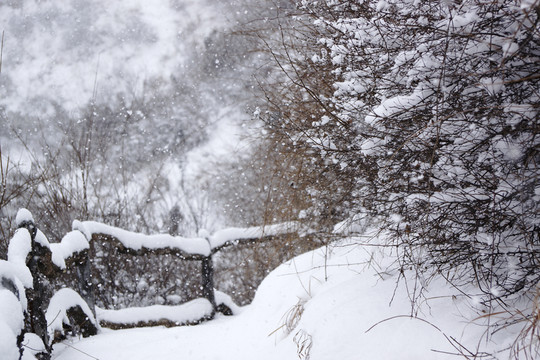 雪景 樹枝