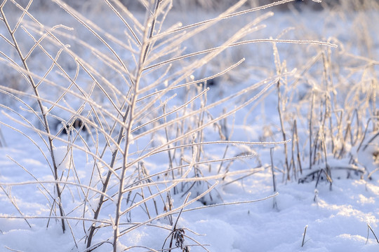 雪地