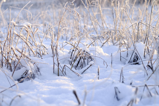 冬雪