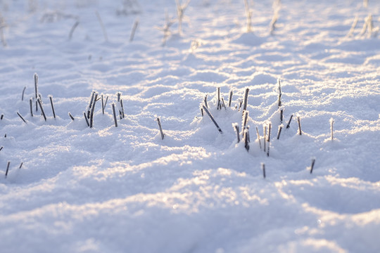 雪地