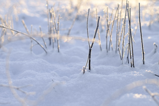 冬雪
